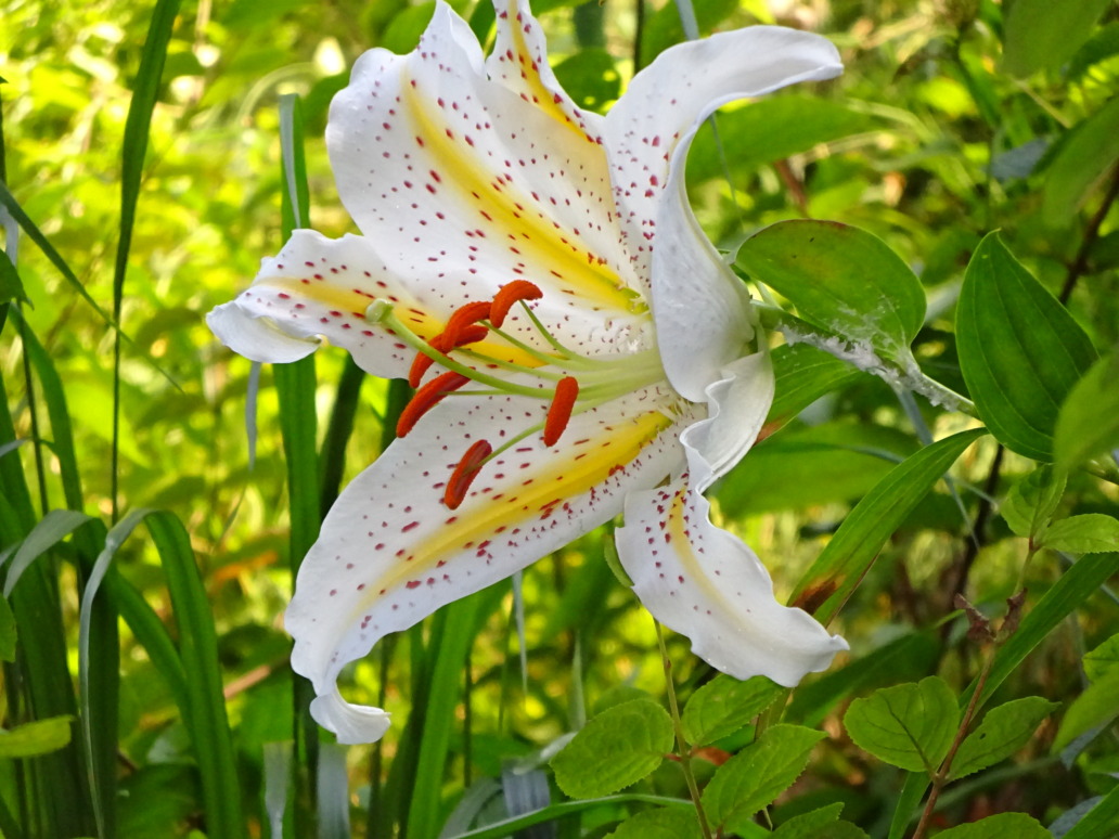 オリーブ圃場近くの花 ヤマユリ Olive Garden Hayashi