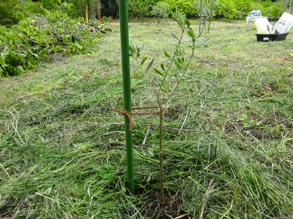 2023取り木を植え付けてみた | Olive-Garden-Hayashi